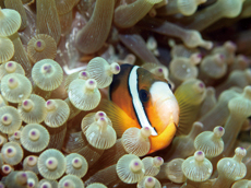 克氏雙鉅魚